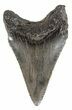 Juvenile Megalodon Tooth - South Carolina #54139-1